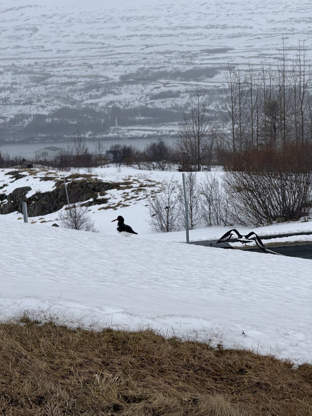Tjaldurinn er mættur og vorið með honum!
