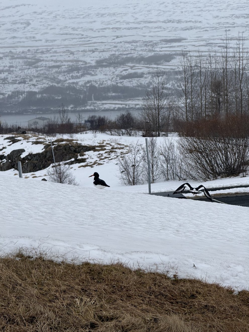 The Golden Plover has arrived and brought spring with it