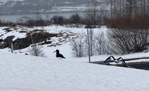 Tjaldurinn er mættur og vorið með honum!